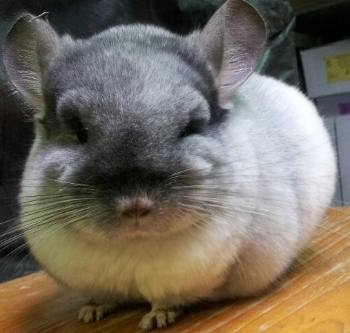 Chinchilla